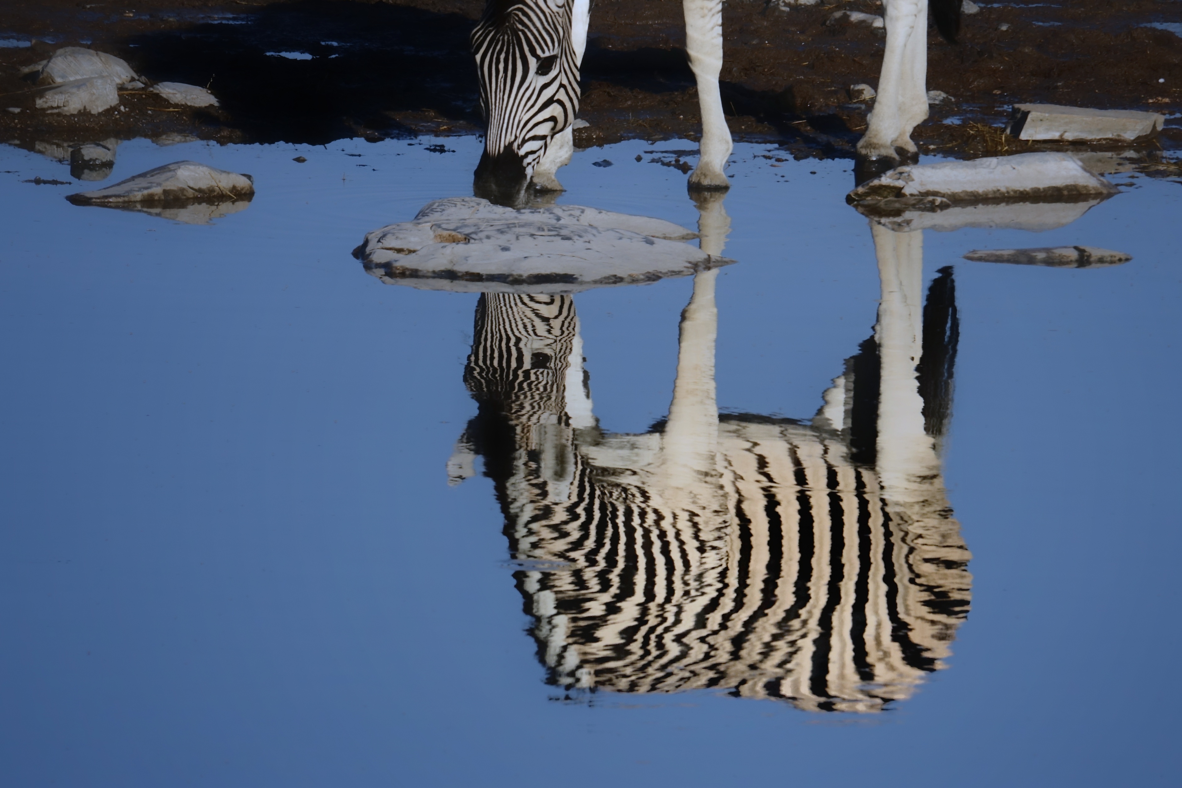 Reflet de zèbre dans un point d’eau